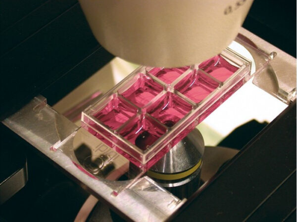 Image_Product_Ibidi_80826_1000x665_JPG_02 Image_Product_Ibidi_80826_1000x665_JPG_02