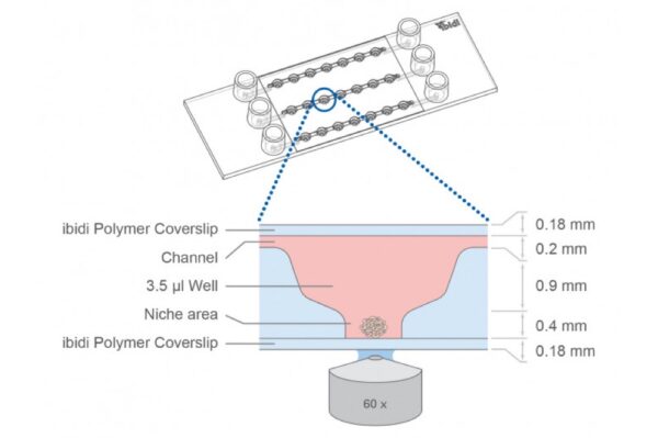 Image_TEC_INS_Ibidi_SlideSpheroidPerfusion_1000x665_03_JPG Image_TEC_INS_Ibidi_SlideSpheroidPerfusion_1000x665_03_JPG